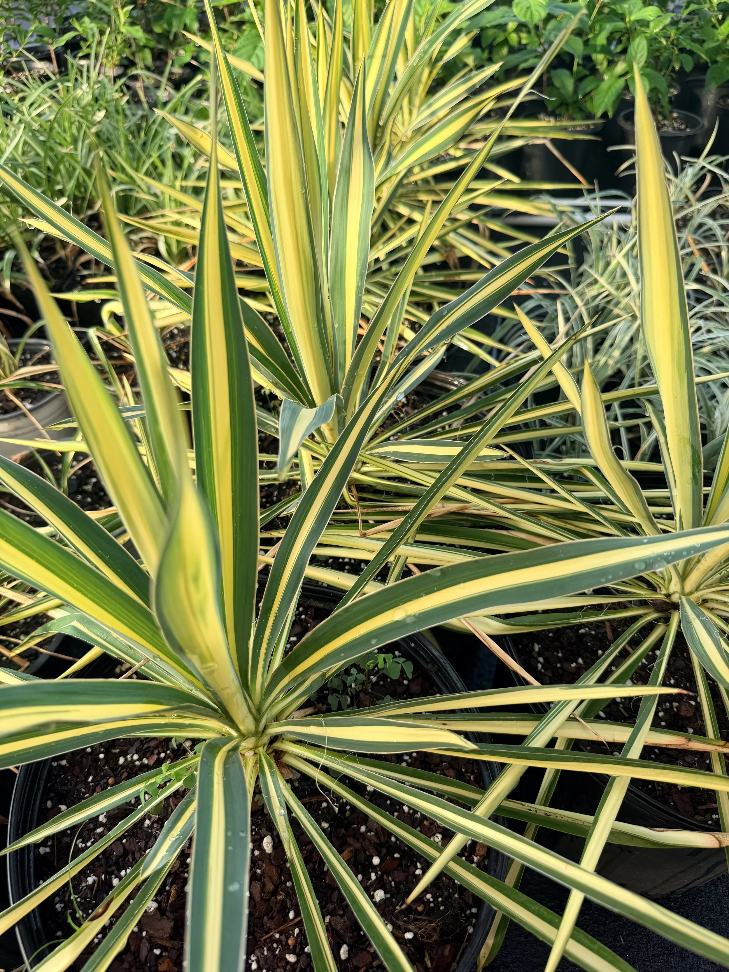 Color Guard Yucca (Yucca filamentosa 'Color Guard')- 3 gallon