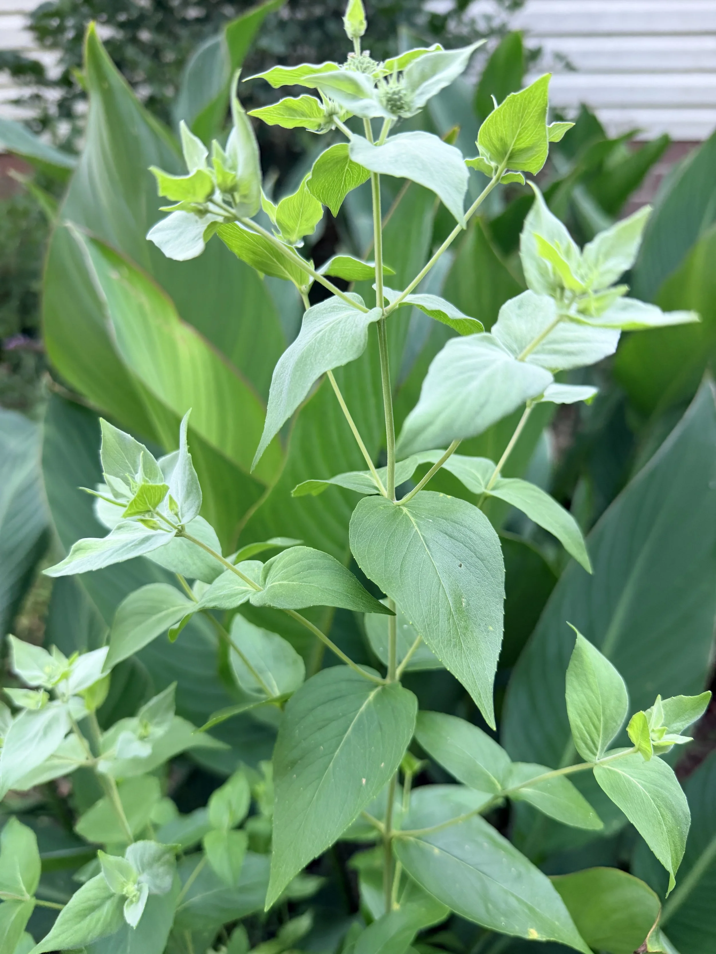 Mountain Mint (Pycnanthemum muticum) -1 gallon