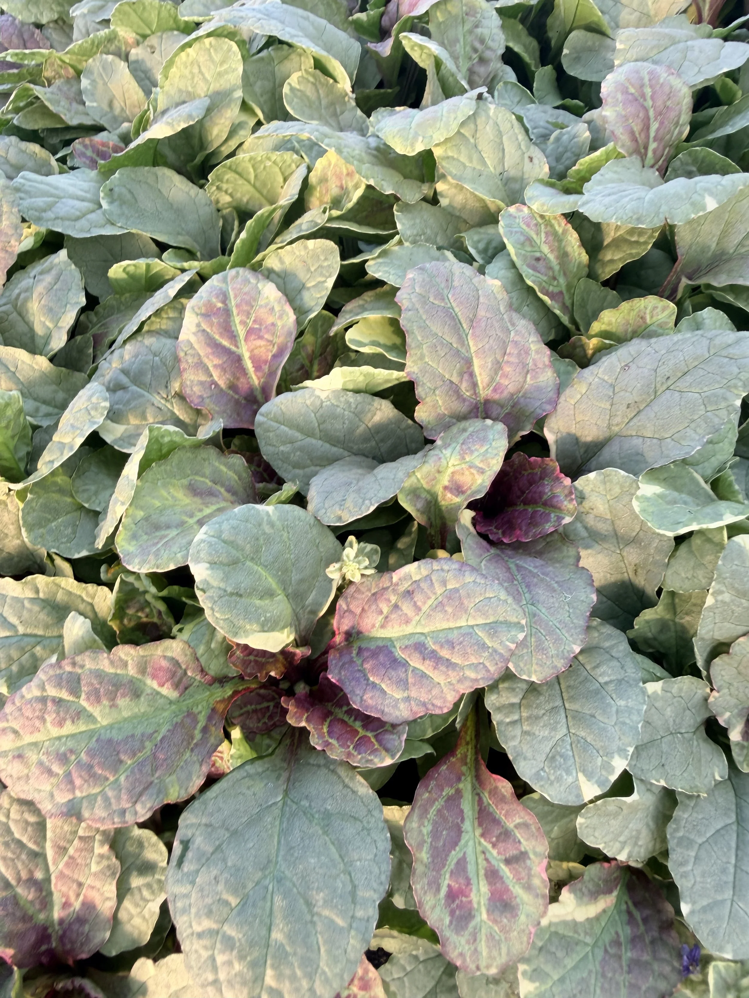 Burgundy Glow Ajuga (Ajuga reptans ‘Burgundy Glow’)- 4"