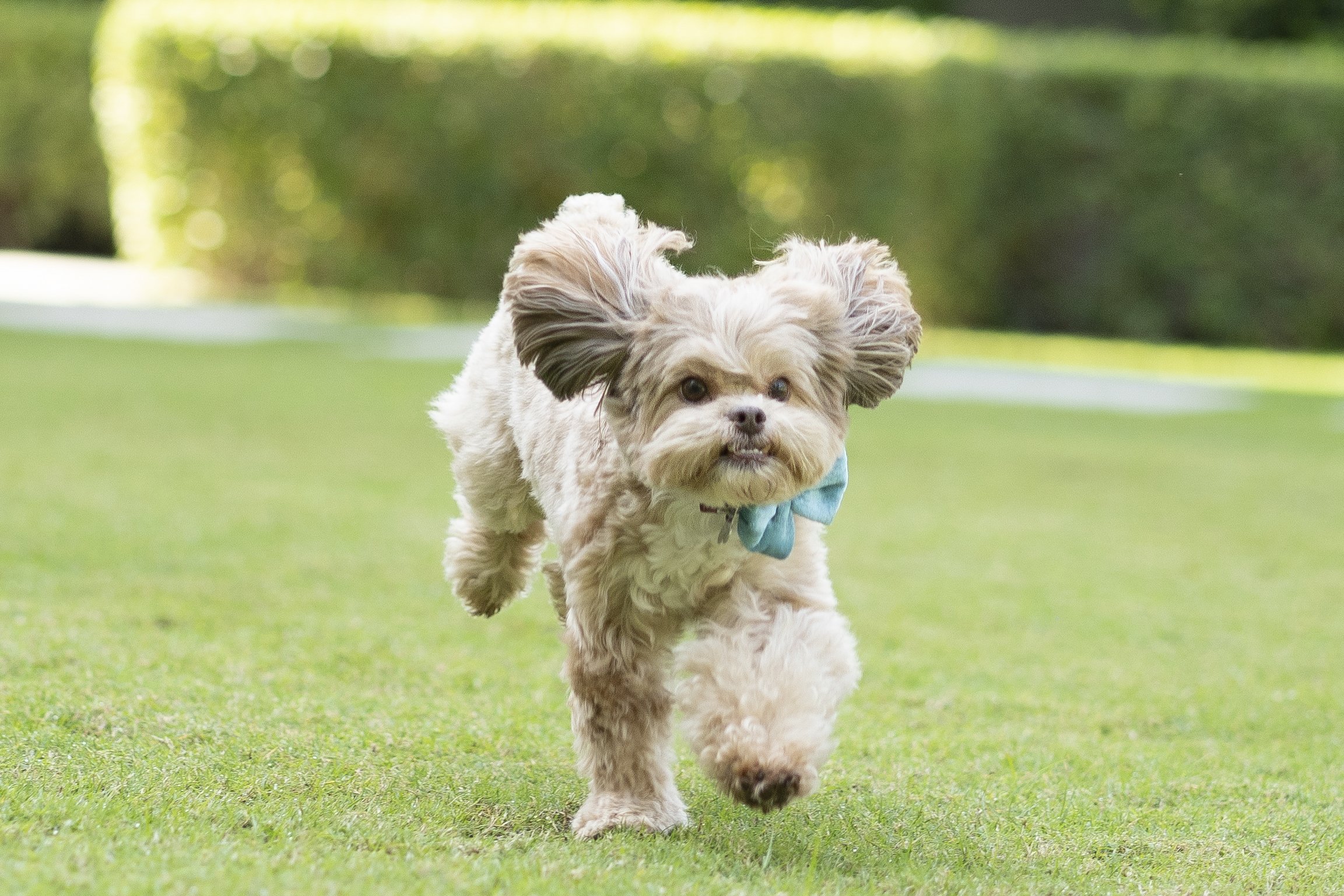 A small, fluffy dog with big ears running on a grassy field, wearing a light blue bow tie.