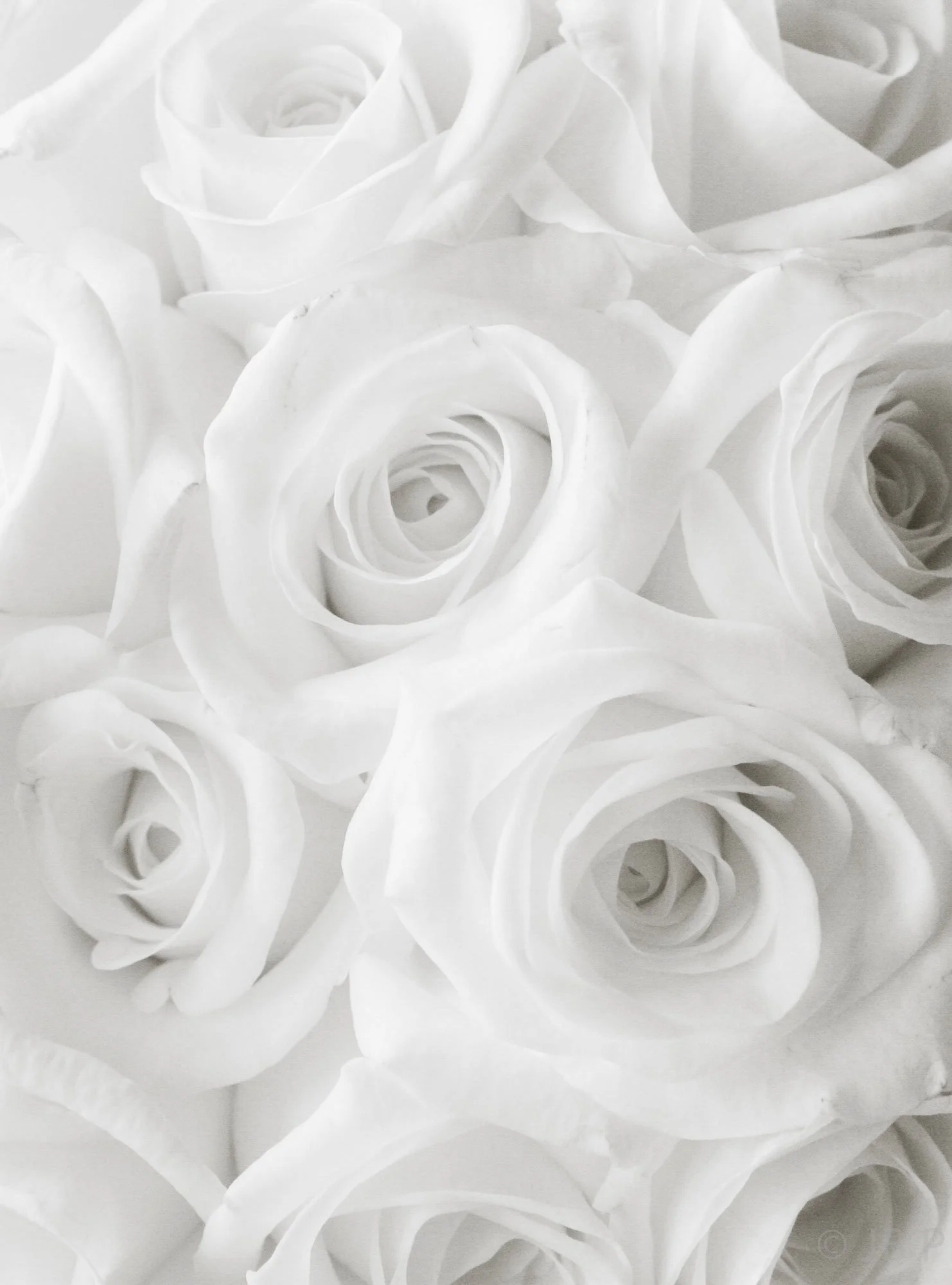 Close-up of white roses