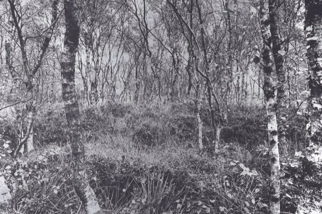 Dichte Birken und Sträucher in einem winterlichen Wald, winterliche Atmosphäre, kahle Bäume, dunkler Boden