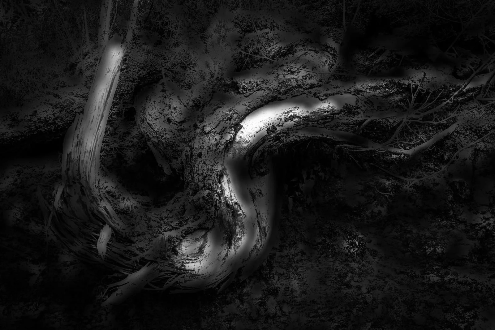 Dunkler Baumstamm und Äste im Wald bei Nacht, schwarz-weiß, surrealer Stil.