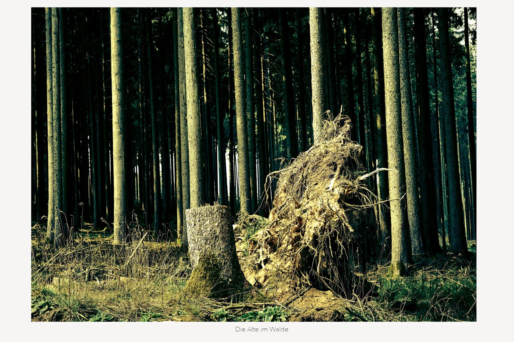 Ein düsterer Wald mit vielen hohen Bäumen. Im Vordergrund liegt ein umgestürzter Baumstamm und ein abgebrochener Baumstumpf. Das Licht fällt nur spärlich durch das Blätterdach, was eine geheimnisvolle Atmosphäre schafft.