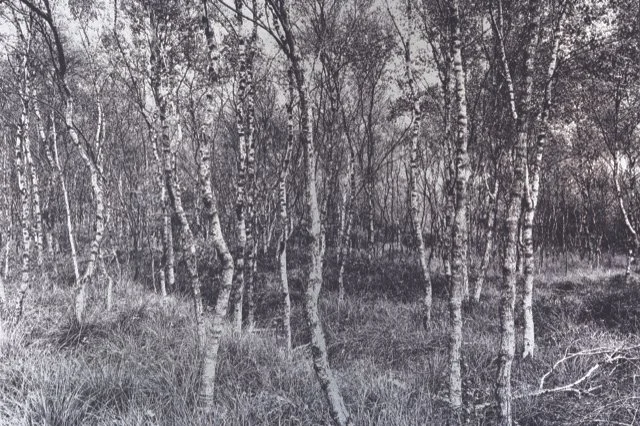 Ein Wald mit vielen Birkenbäumen auf einem grasbedeckten Boden, im Nebel.