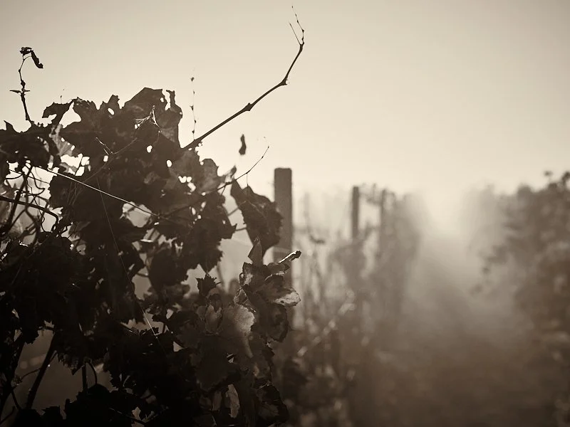 2018 10 21 Weinberge  66.jpg