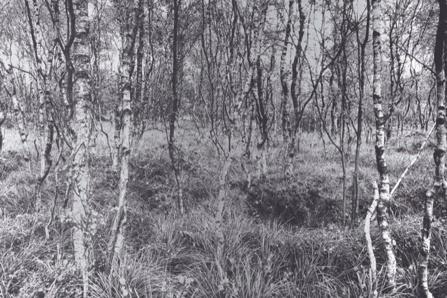 Schwarz-weiß-Bild eines Waldes mit Bäumen und hohem Gras.