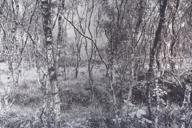 Schwarz-weißer Wald mit Bäumen, Gras und Steinen.