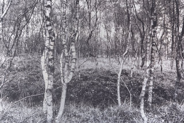 Schwarz-weiß-Bild eines Birkenwaldes mit Bäumen und Gras am Boden.