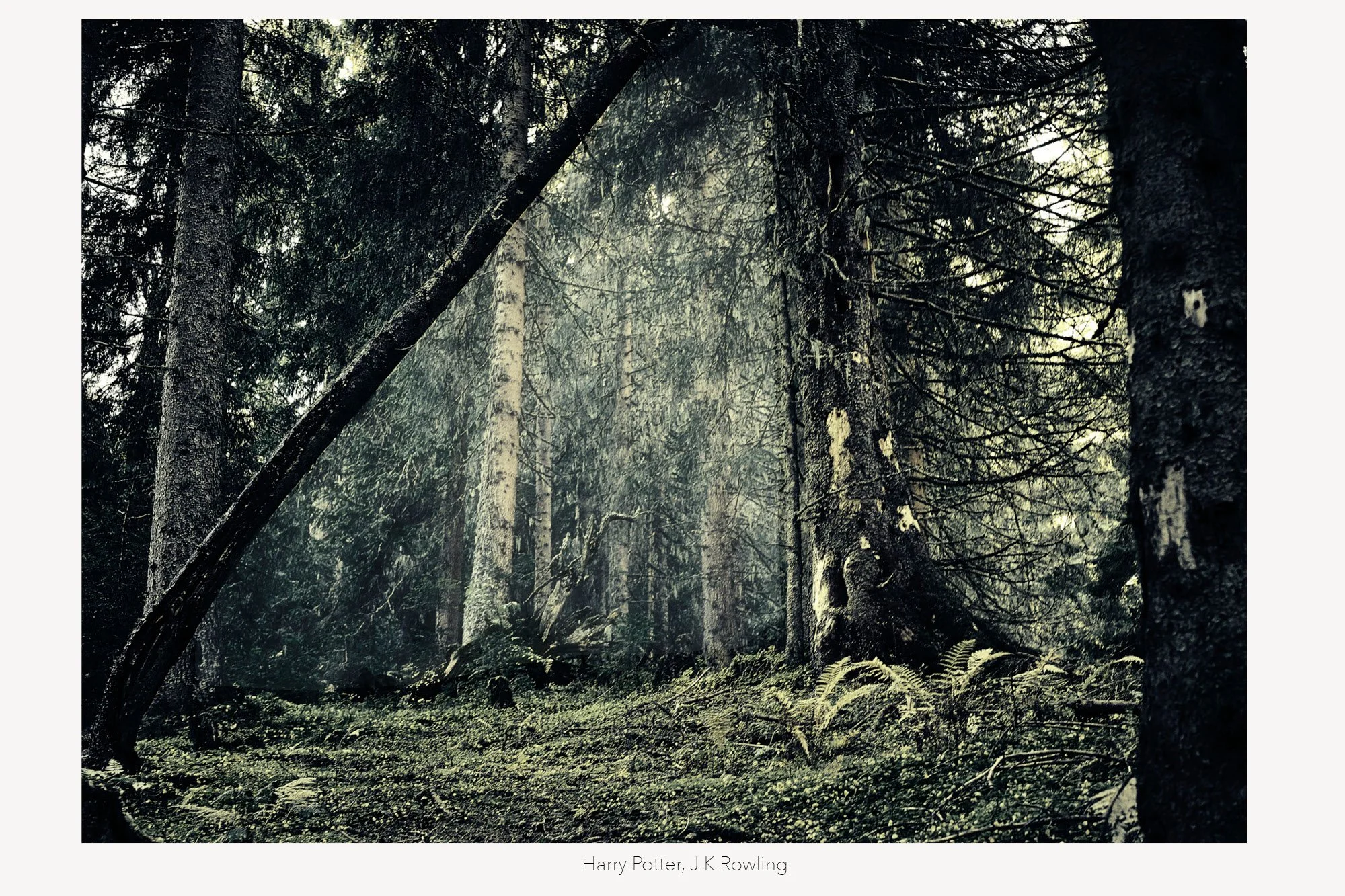 Ein dicht bewaldeter Wald mit hohen Bäumen, moosbedecktem Boden und dichten Ästen, die das Sonnenlicht teilweise blockieren.