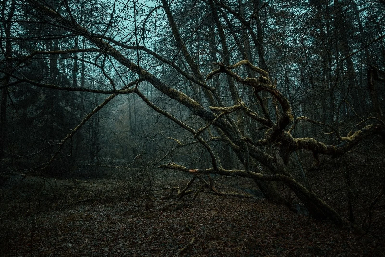 a tree in a dark forest