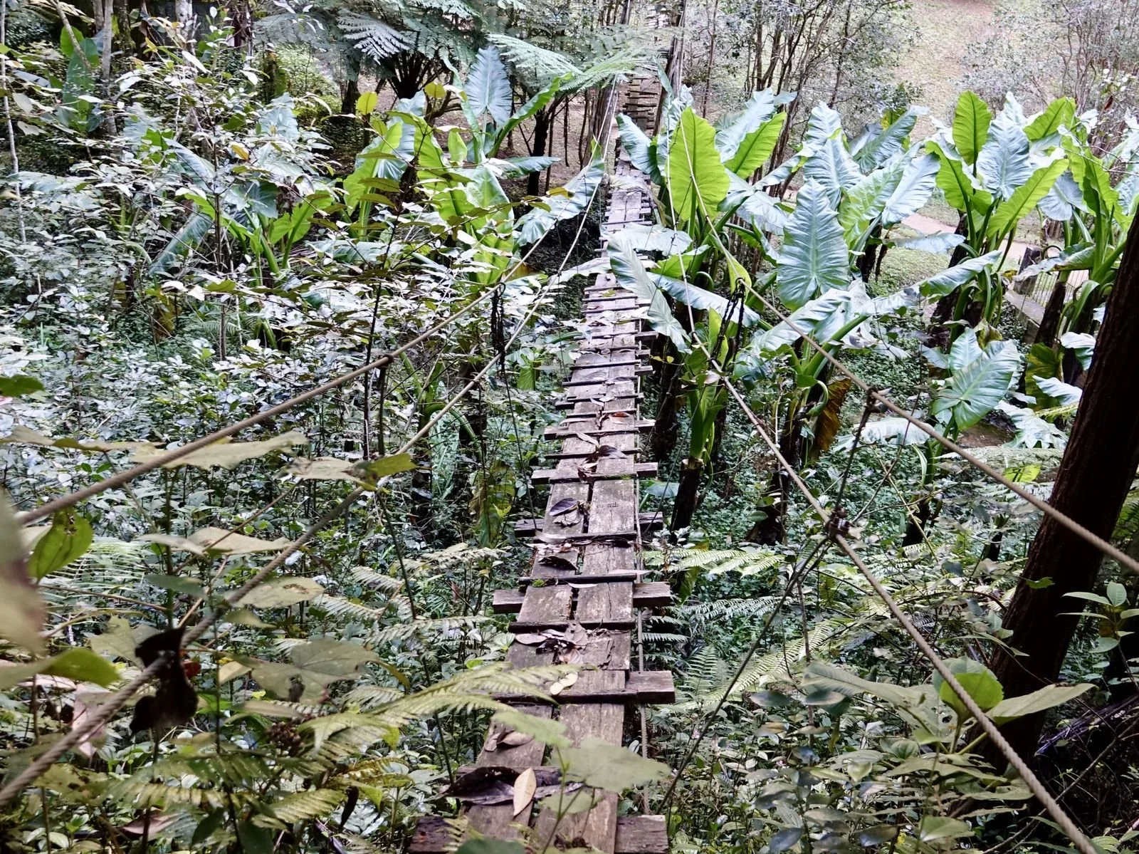 a wooden wobbly bridge in the jungle