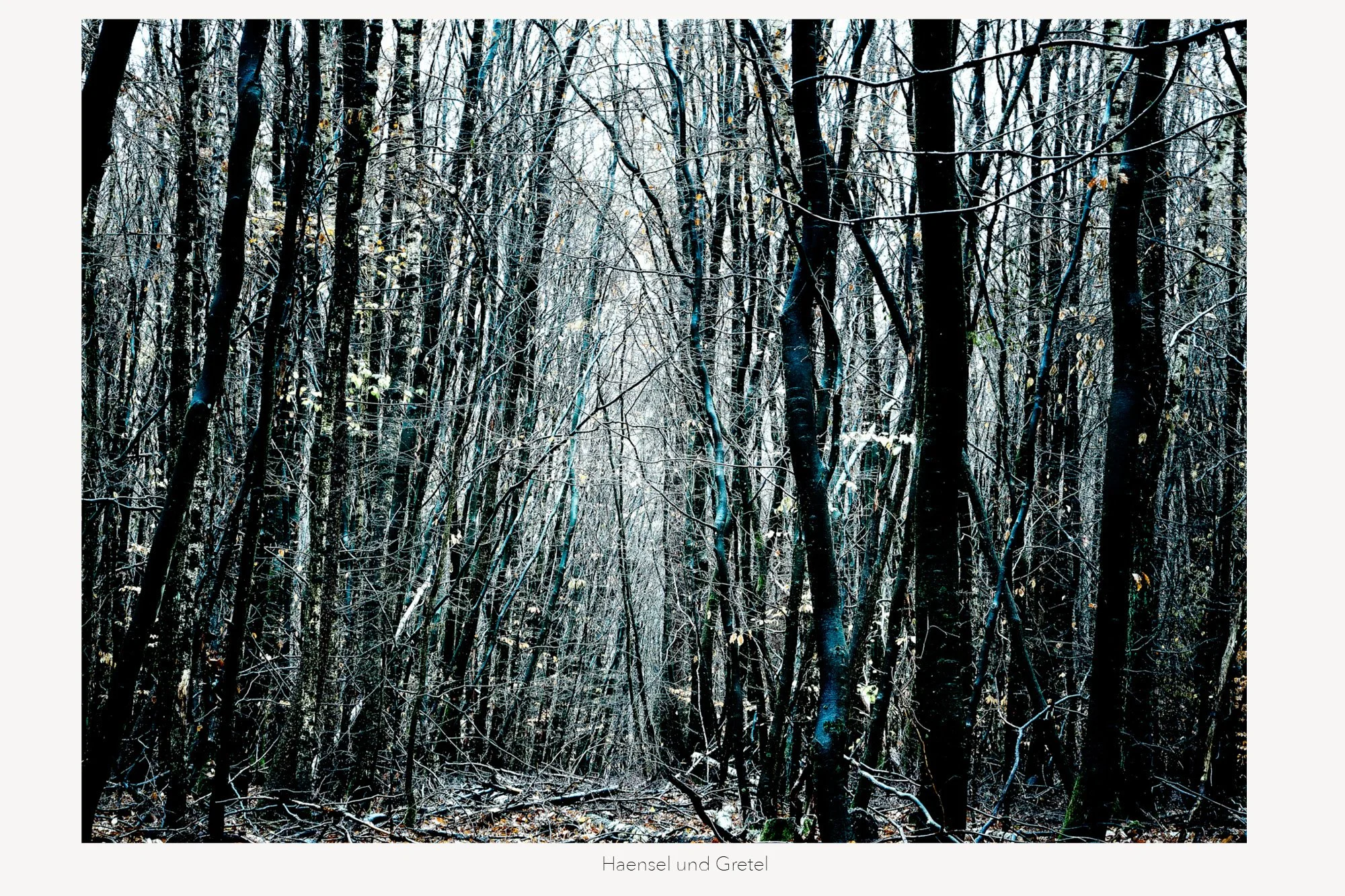 Ein verschneiter Winterwald mit vielen bunten, dünnen Baumstämmen und verschneiten Zweigen.