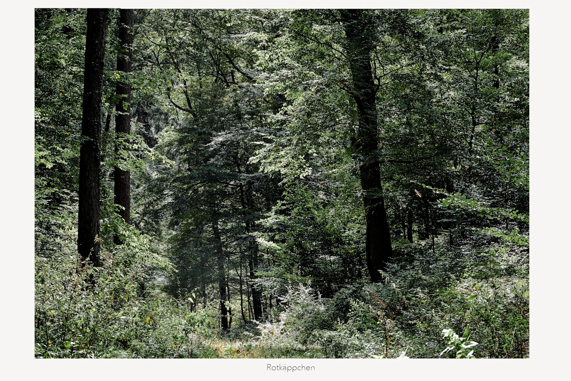 Ein dichter Wald mit hohen Bäumen und vielen grünen Blättern, Sonnenlicht scheint durch die Äste.