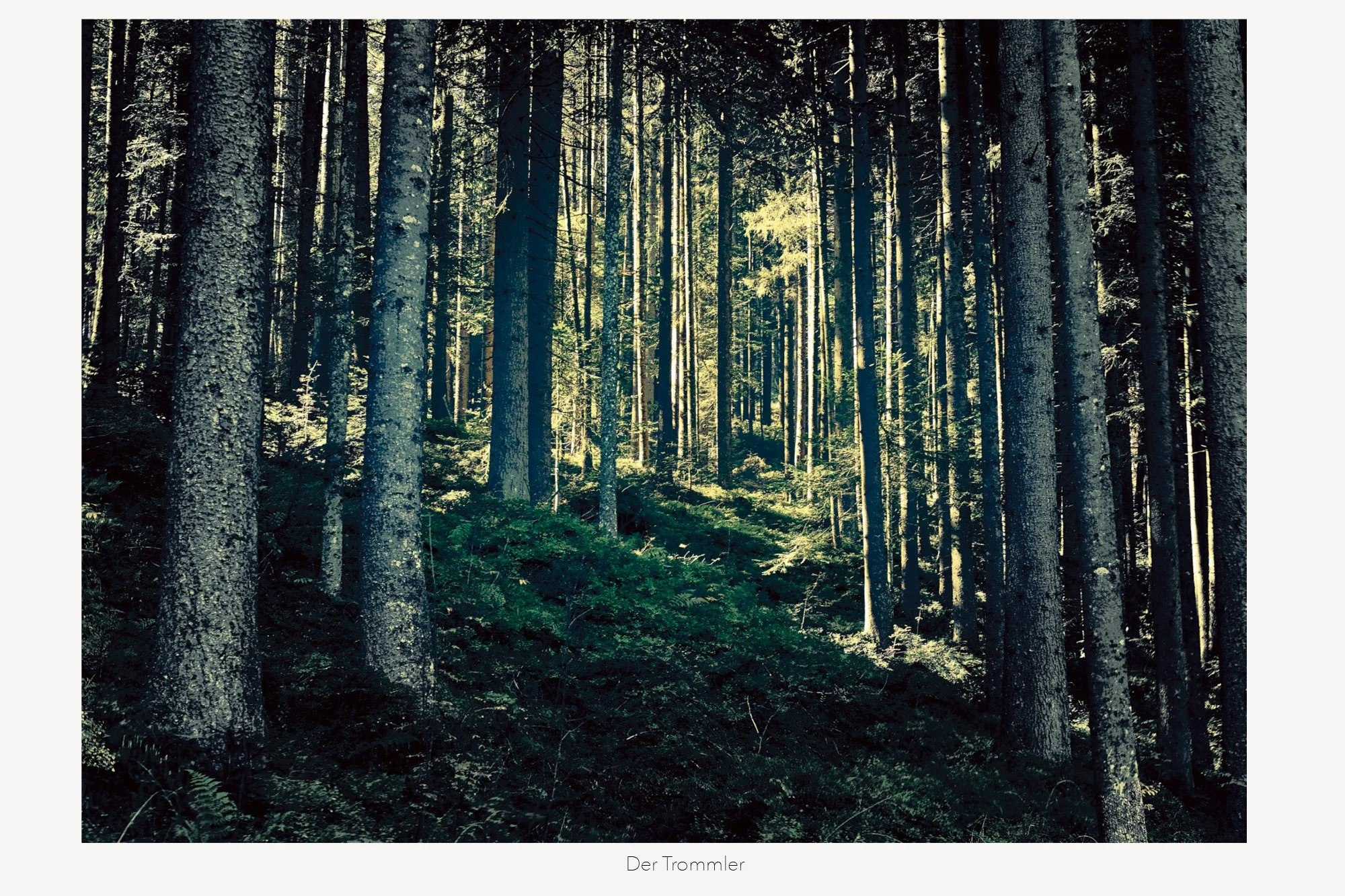 Ein dichter Laubwald mit hohen Bäumen und Sonnenlicht, das durch die Äste scheint, untere Bodenschicht mit grünem Bewuchs.