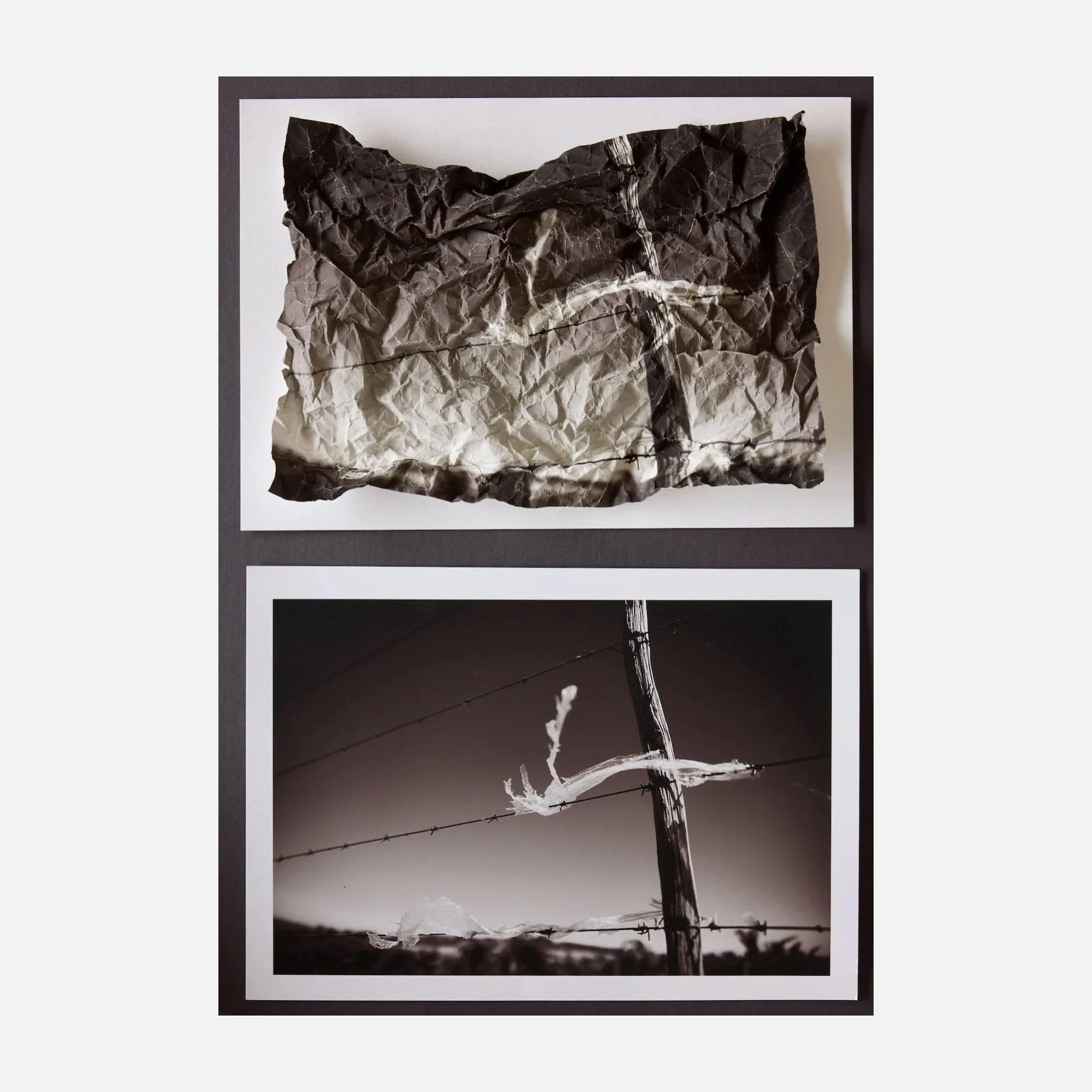 Schwarz-weiße Fotografie eines blühenden Kirschbaums gegen den Himmel.