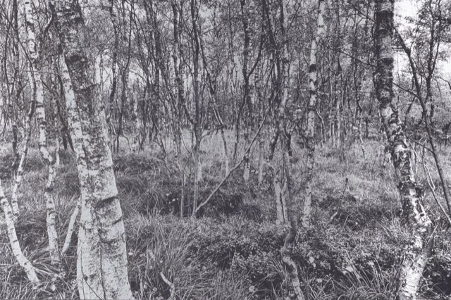 Schwarz-weiß-Bild eines Waldes mit Birkenbäumen und hohem Gras im Hintergrund.