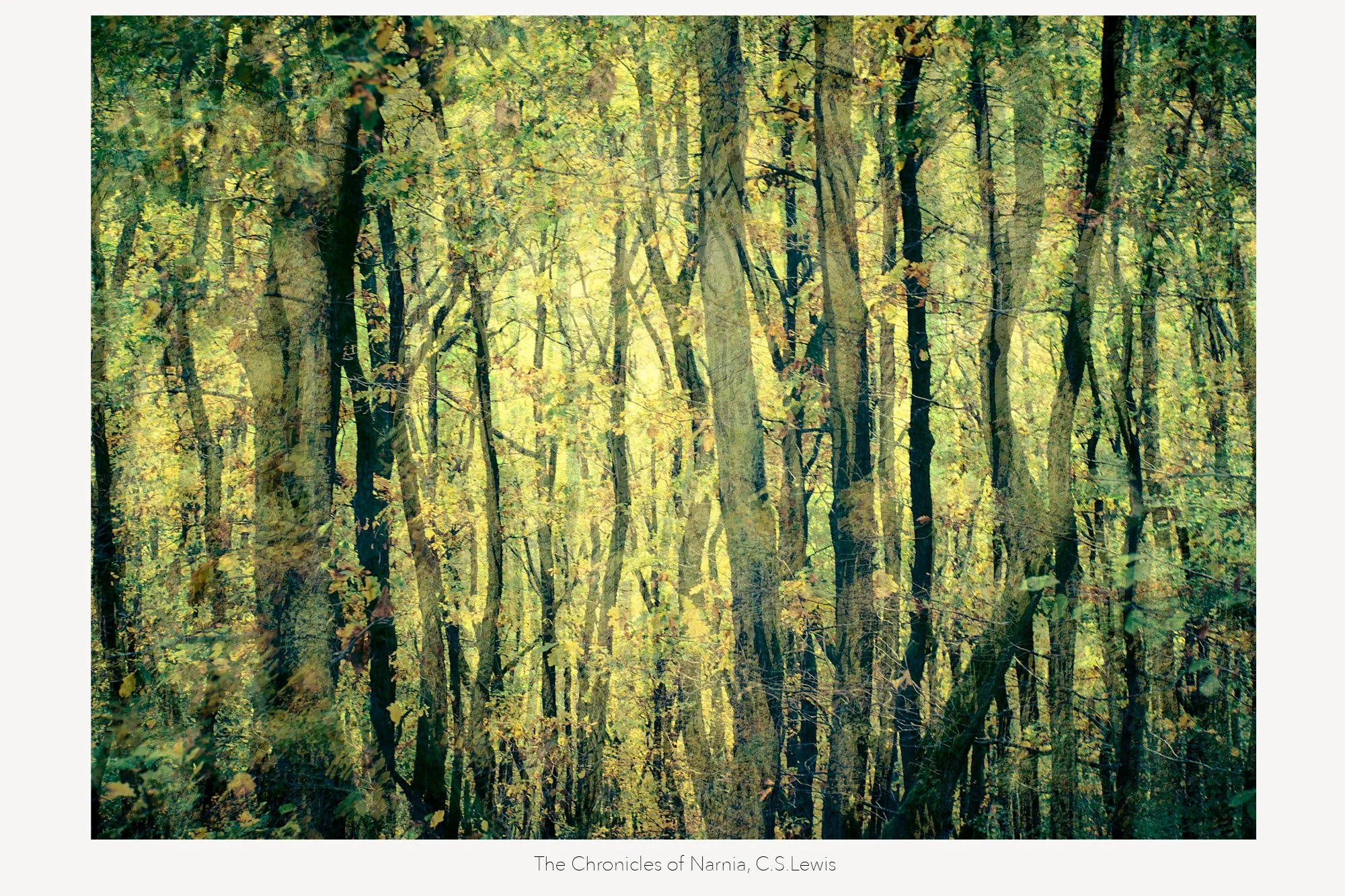 Ein dicht bewachsener Wald mit hohen Bäumen und grünen Blättern, durch die Sonnenlicht fällt.