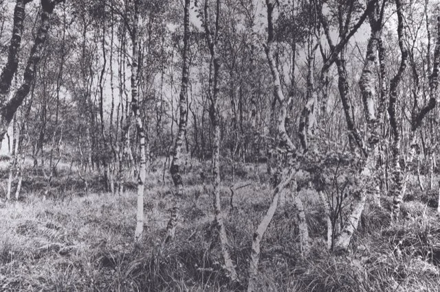 Ein Wald mit Bäumen und hohem Gras, in Schwarz-Weiß.