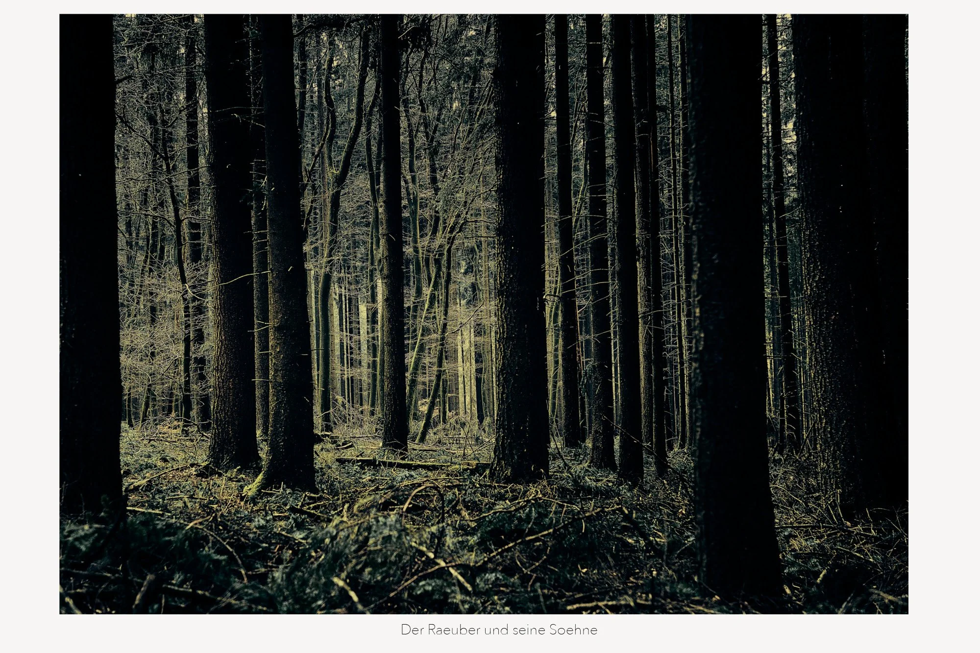 Ein dunkler Wald mit vielen Bäumen und Ästen, wenig Licht, unheimliche Atmosphäre.
