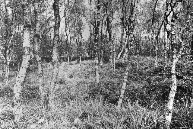Ein Wald mit Birkenbäumen und hohem Gras im Vordergrund, schwarz-weiße Aufnahme.