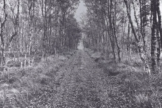 Pfad in einem Wald mit Bäumen auf beiden Seiten, Blättern auf dem Boden, schwarz-weiß