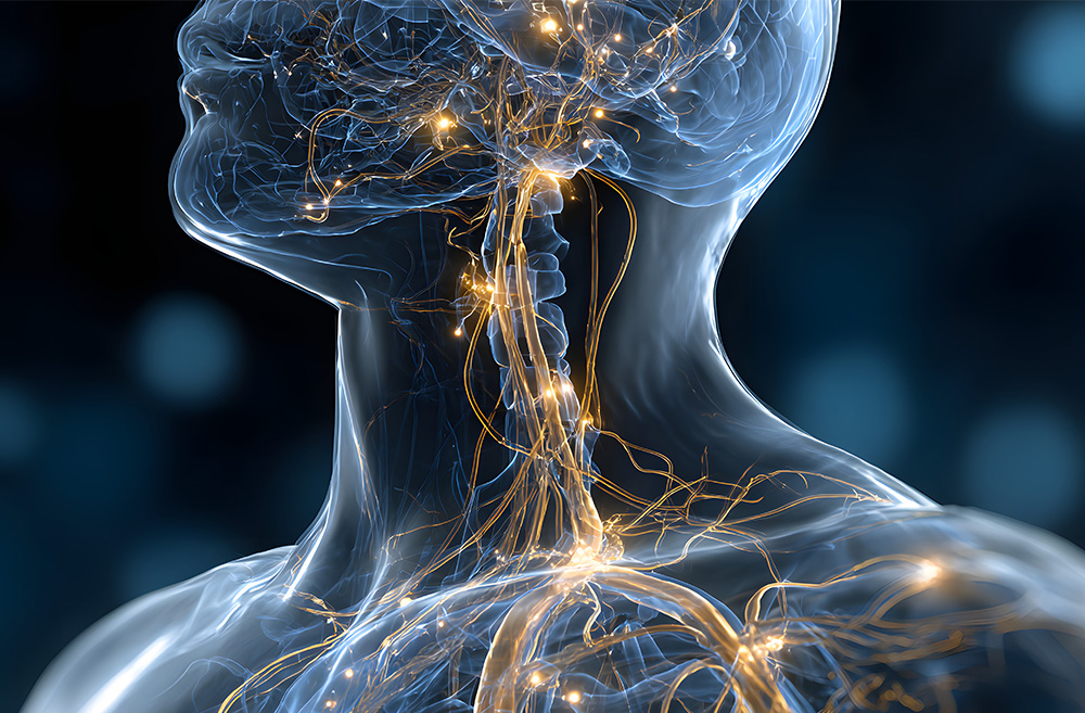 Digital illustration of the human nervous system inside a transparent head and neck, highlighting nerves with glowing yellow lights.