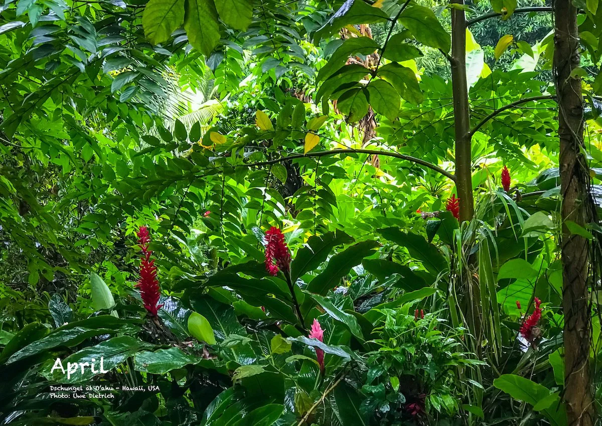 4_Hawaii_Blumen_im_Dschungel.jpg