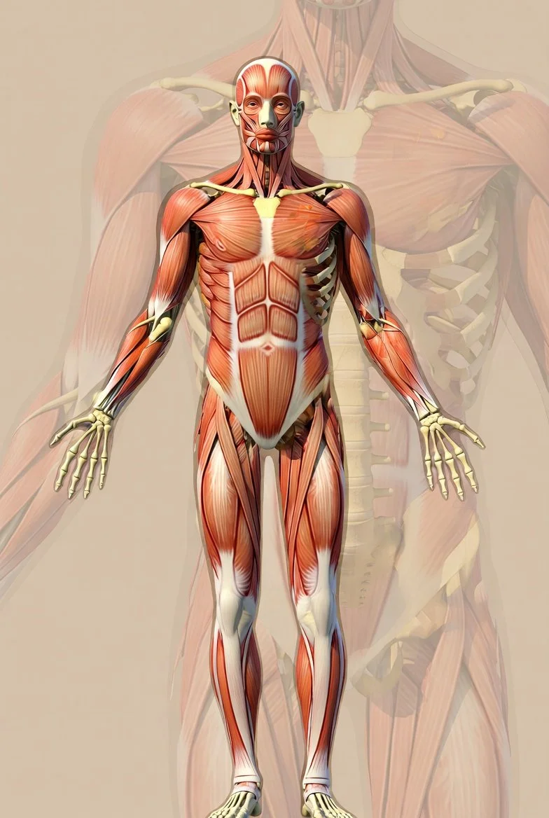 Digital illustration of human musculature showing muscles of the face, chest, arms, abdomen, legs, and back.