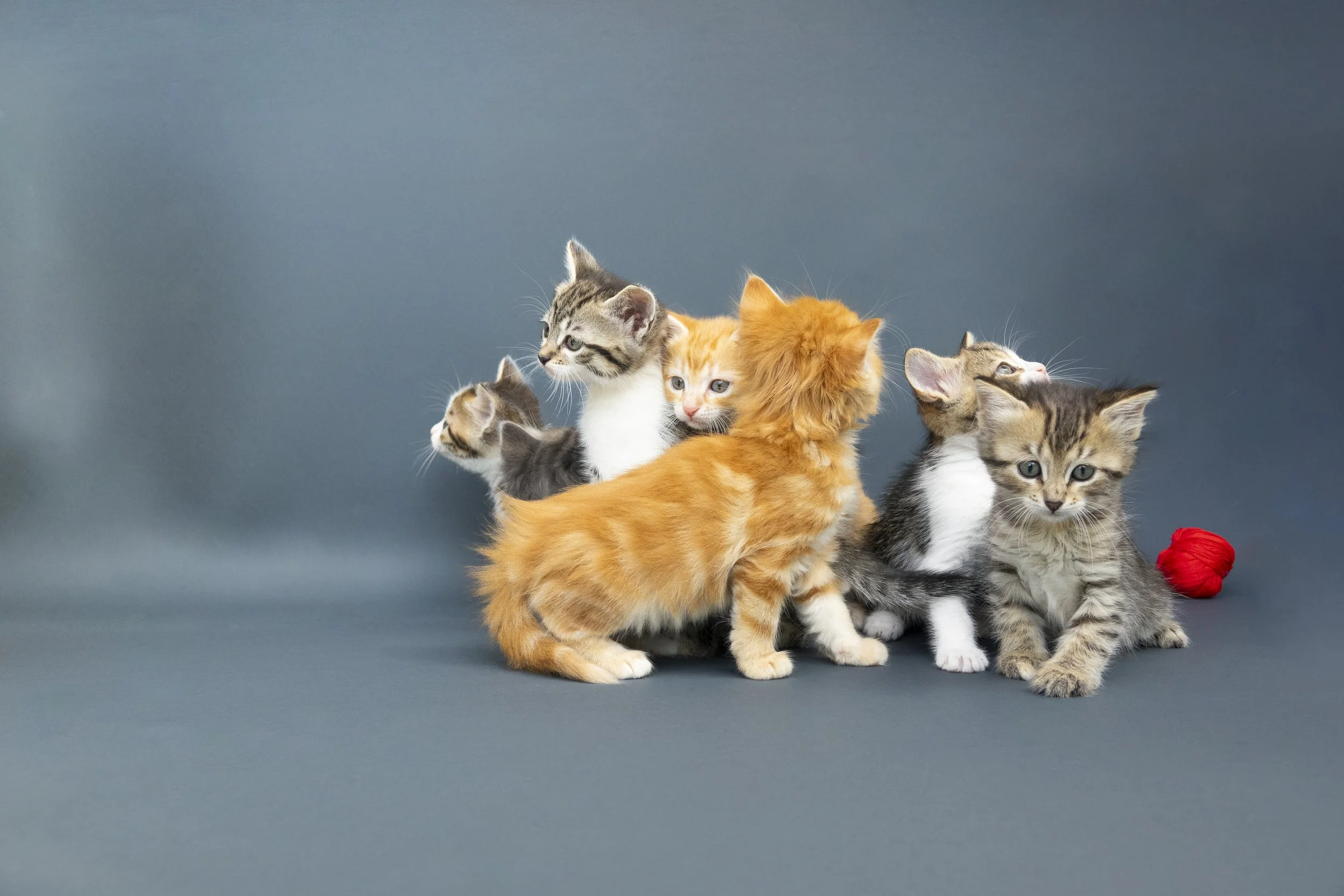 Kittens calendar 2025