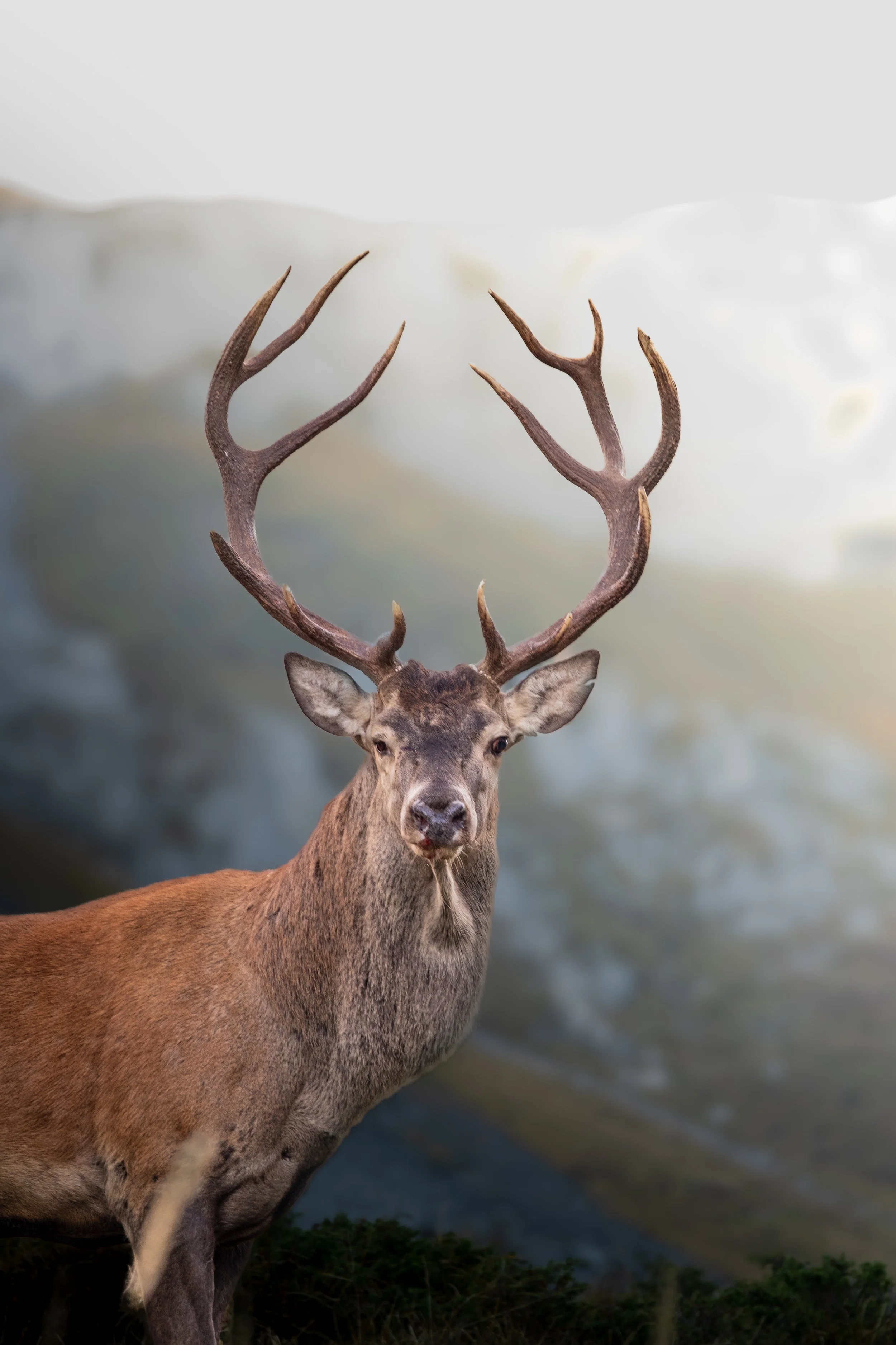 Animals and wildlife