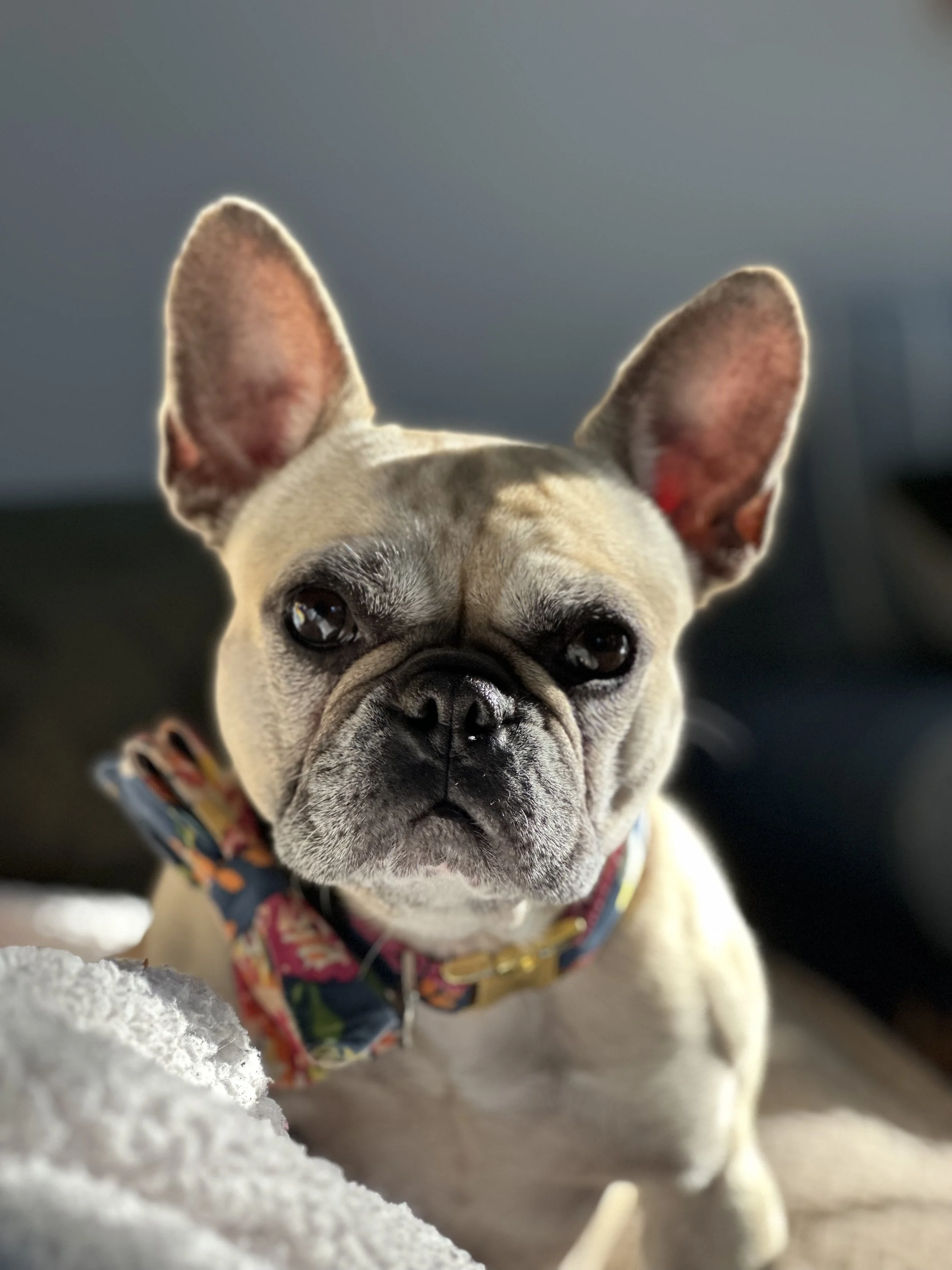 Close-up of a French Bulldog with large ears wearing a colorful bandana, sitting on a soft surface indoors.