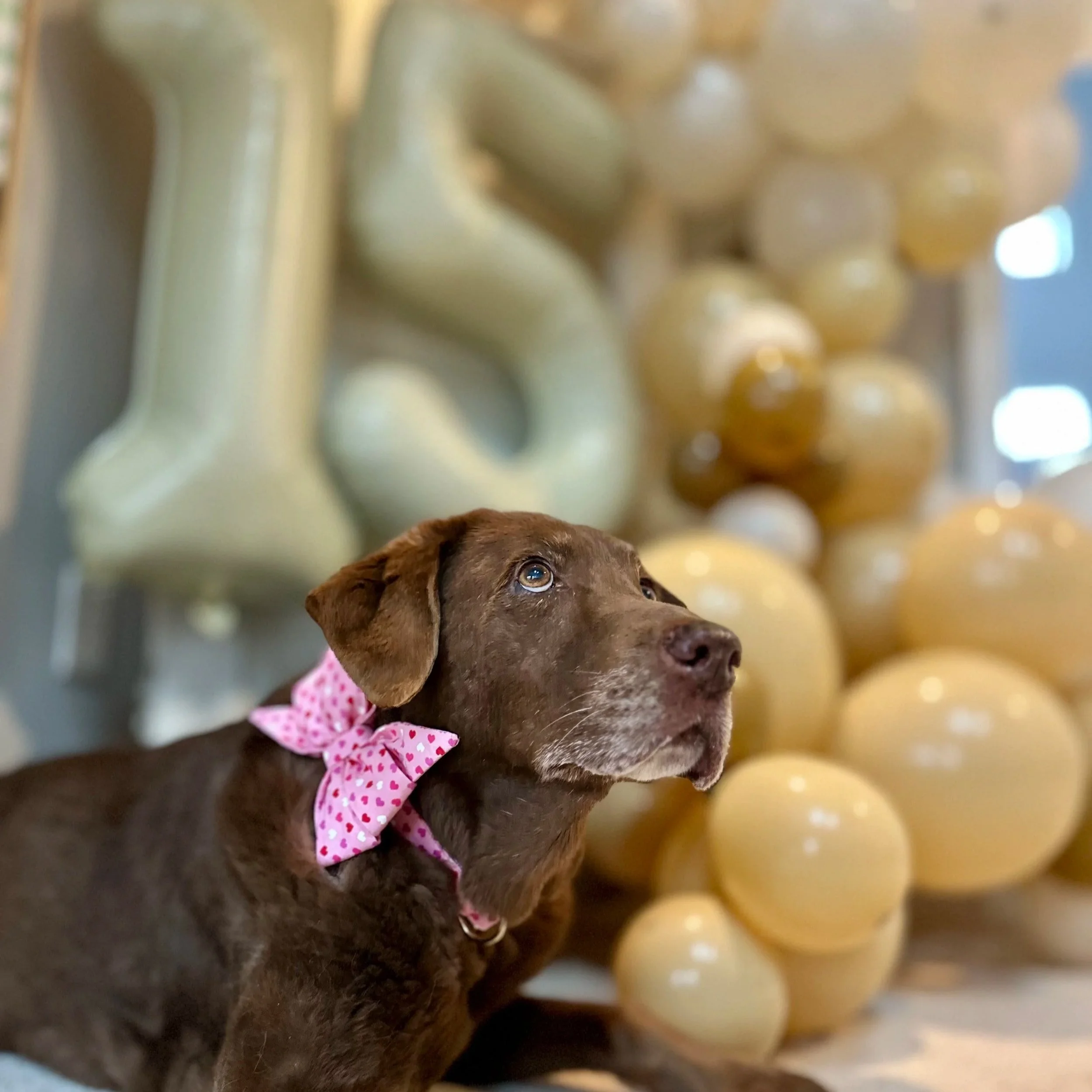 A brown dog with a pink polka-dotted bow around its neck looking upward, with large balloons and decorative items in the background.