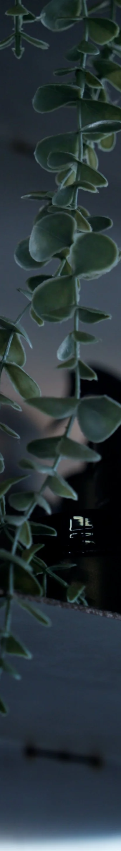 Close-up of green leaves hanging vertically, possibly eucalyptus, against a dark background.