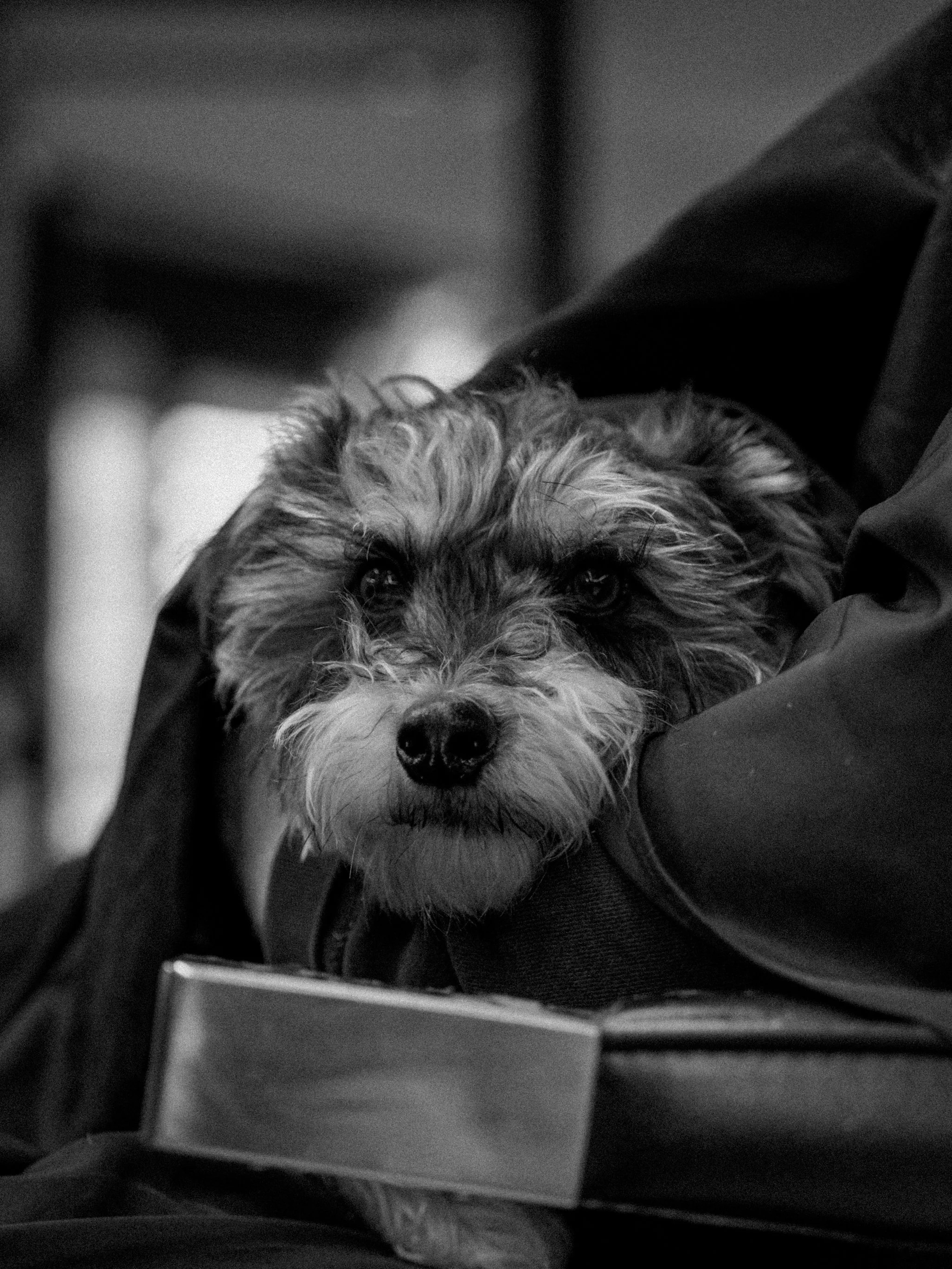 A small dog with curly fur laying in someone's lap, looking at the camera with a calm expression, black and white photograph.