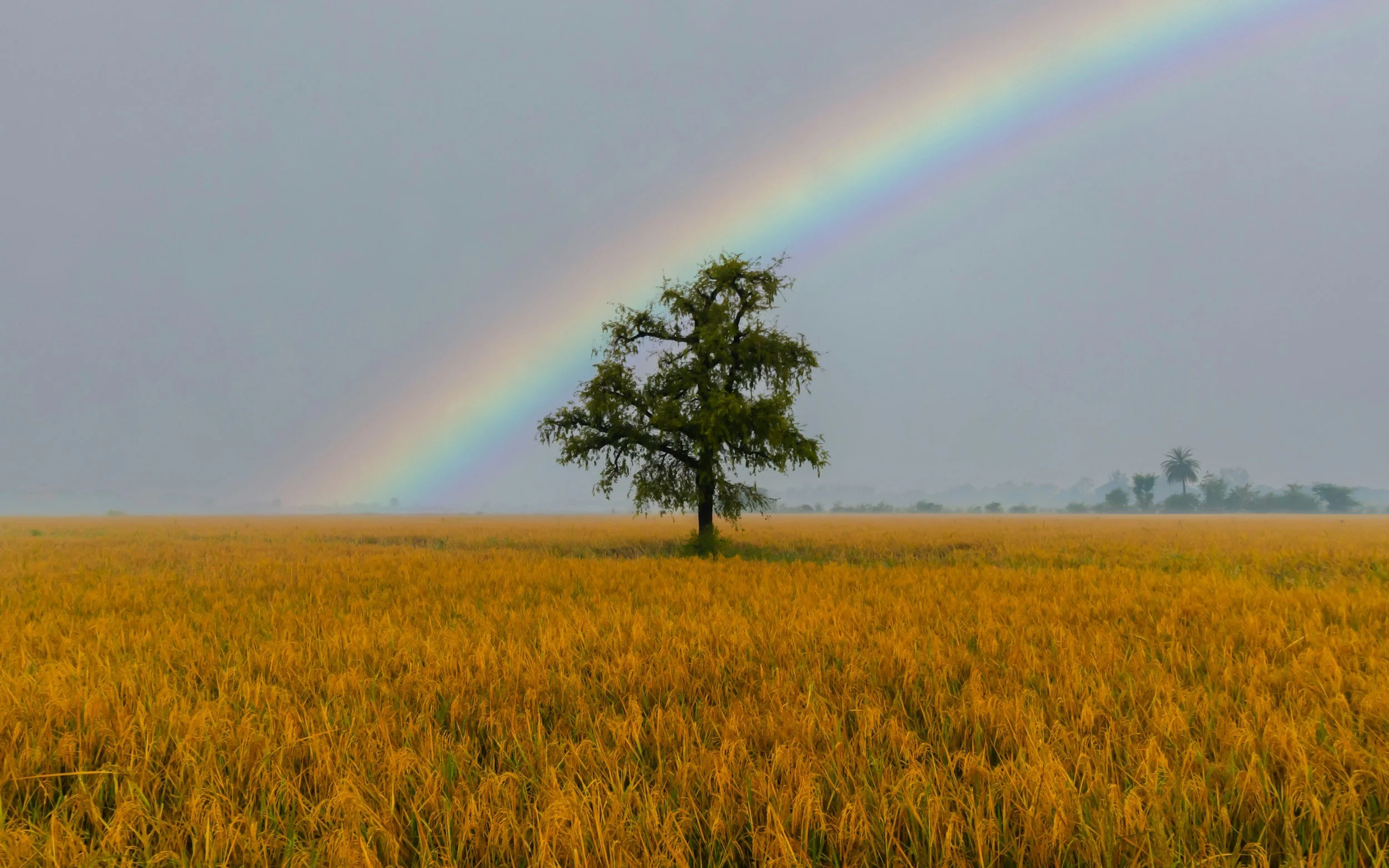 The Rainbow Tree (Our Bedtime Story That Travels With Us)