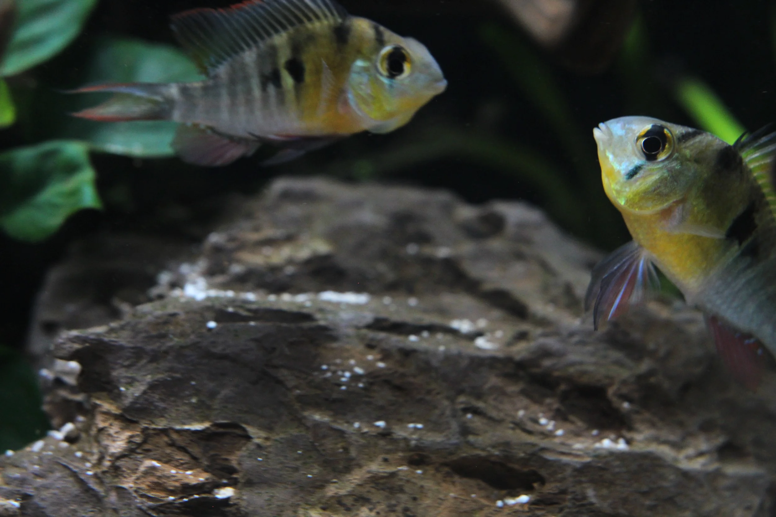 Two yellow and silver tropical fish swimming in an aquarium with rocks and green plants.