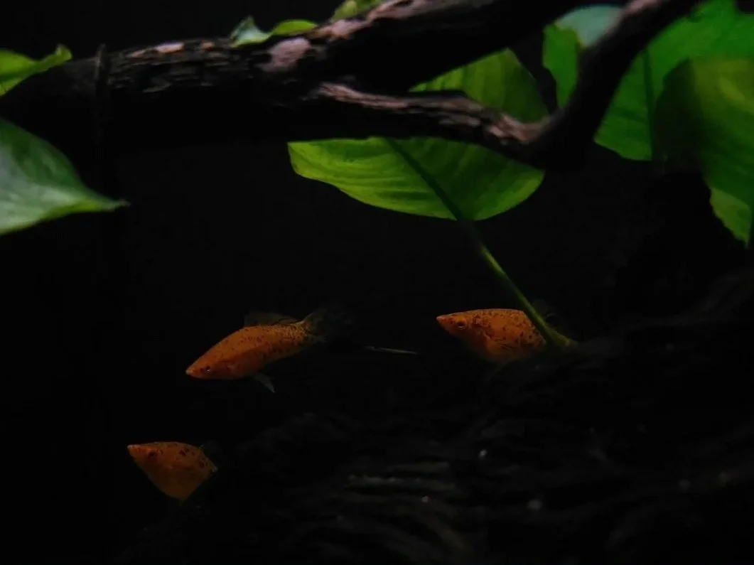 Three painted swordtail fish using live plants and driftwood as a natural hiding spot.