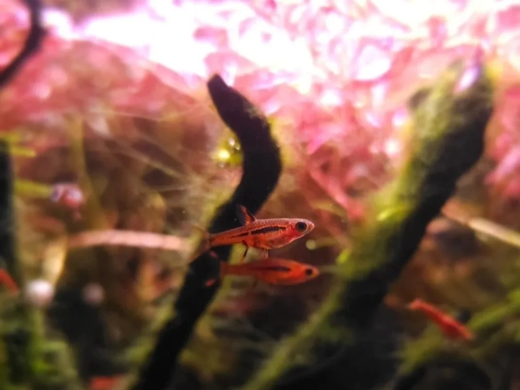 Two nano red fish swim in an aquarium surrounded by and environment with live plants and shrimp.