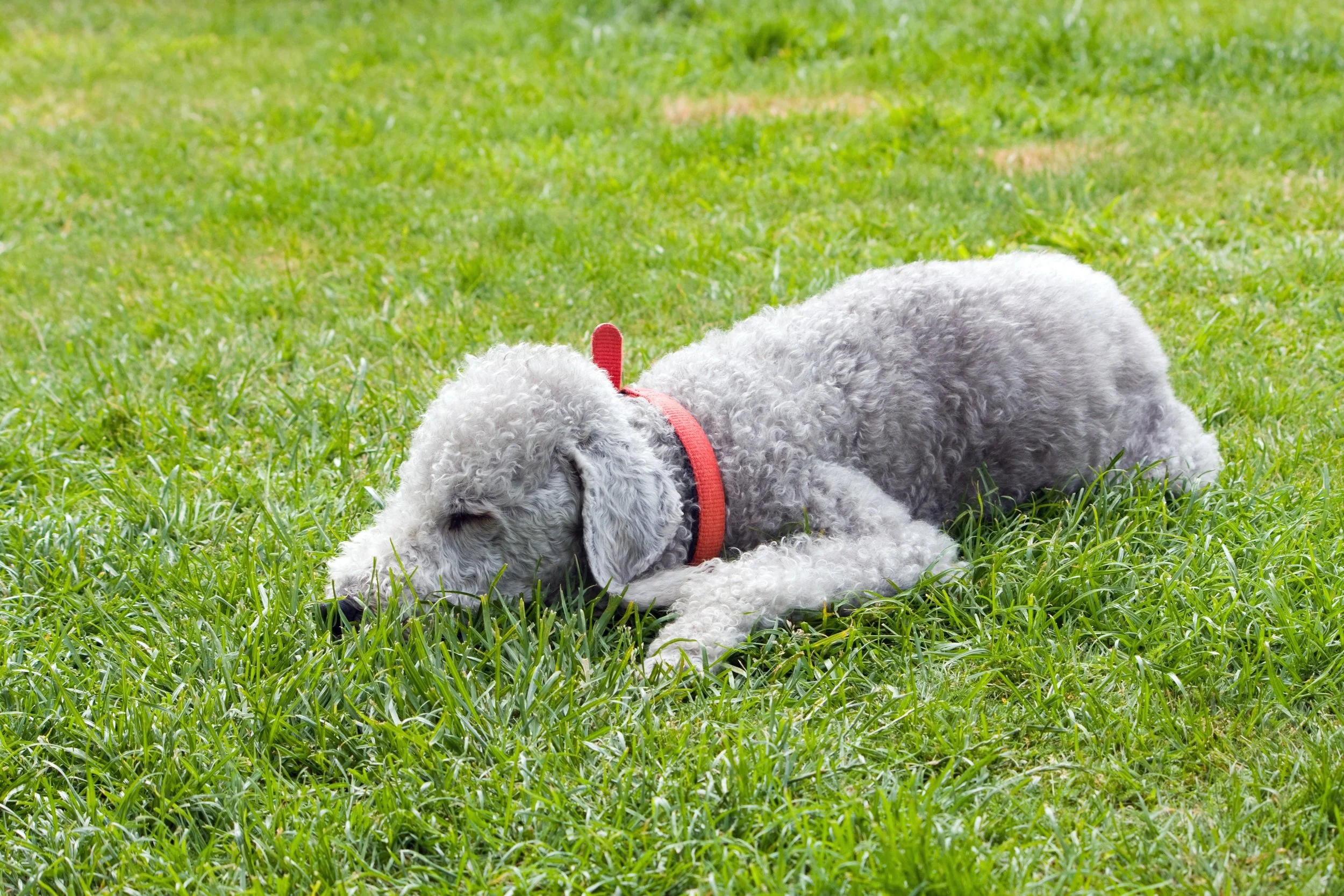 no-longer-here-bedlington-terrier-76571.jpg