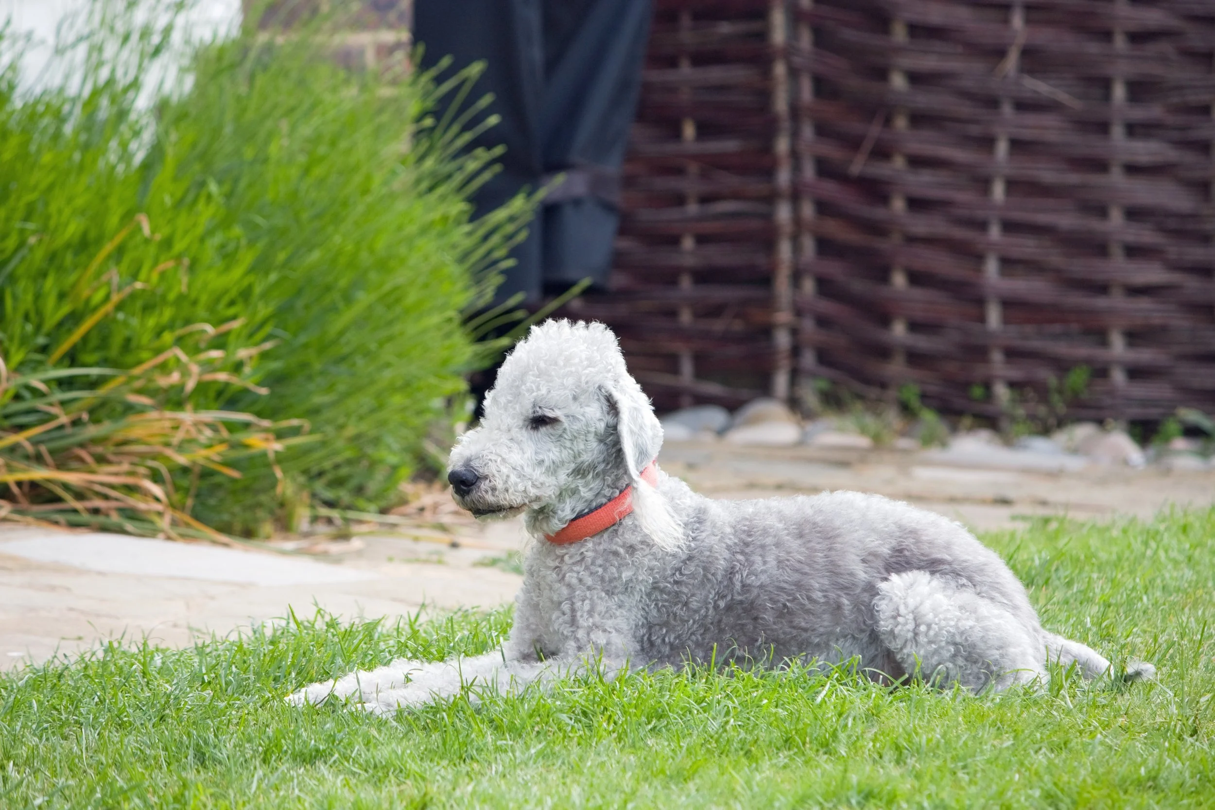 no-longer-here-bedlington-terrier-76572.jpg