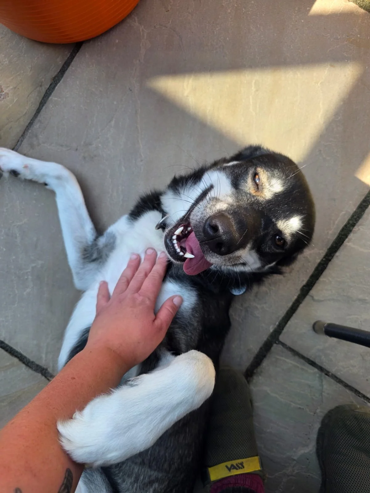 Pup- ins (Popping in on your pets)