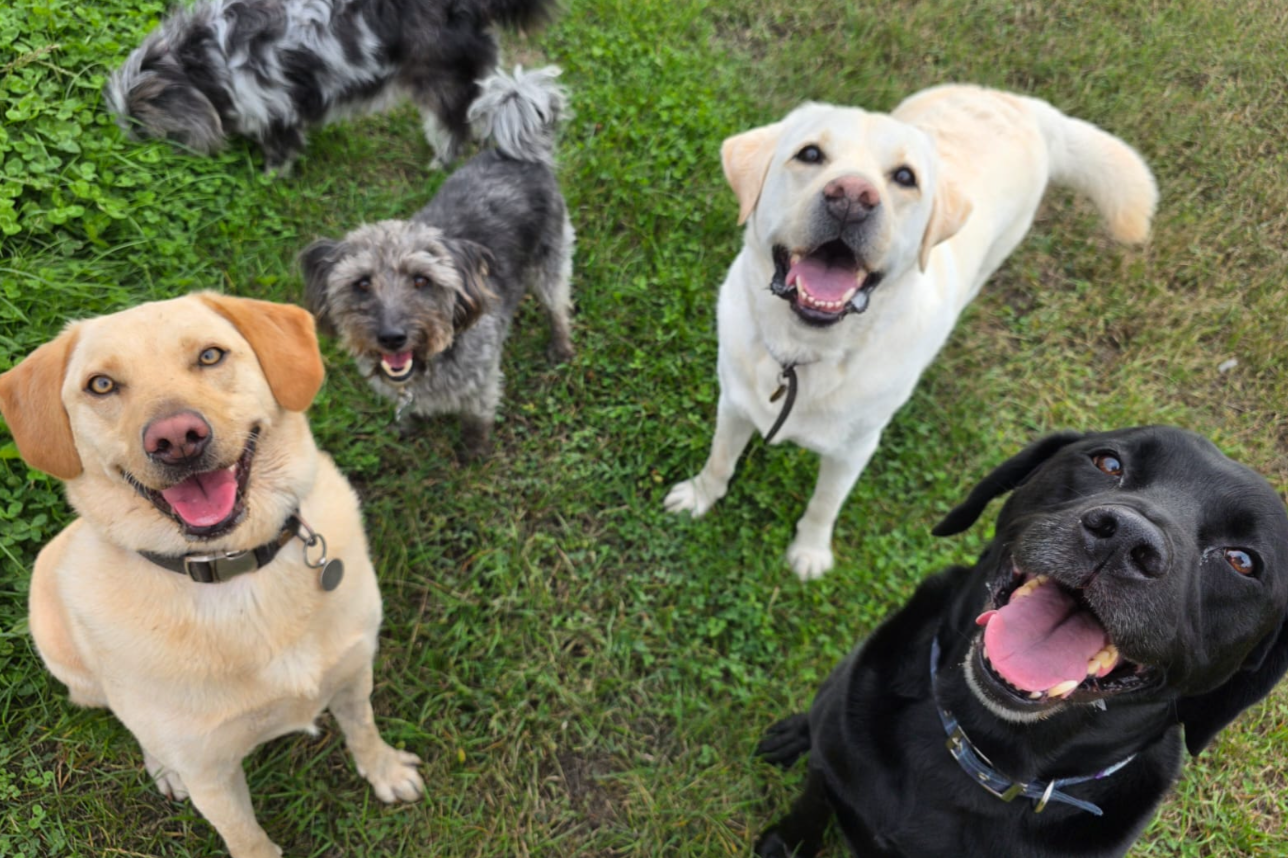 Group Walks (Single Slot)