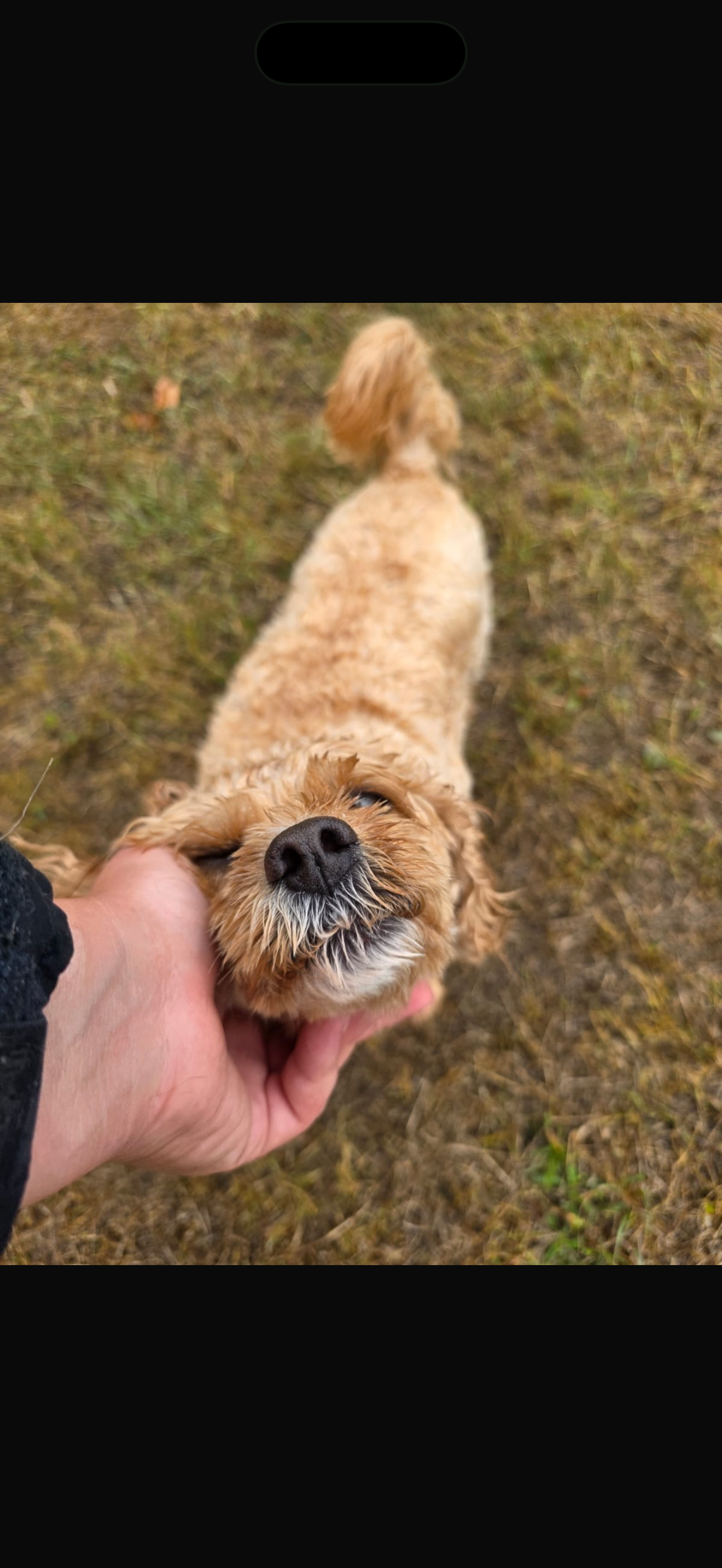 Dog Walking (Solo Walks)