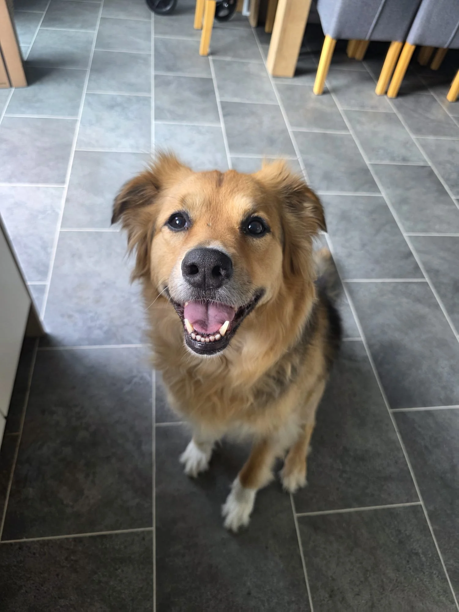 Pet Sitting (Overnight)