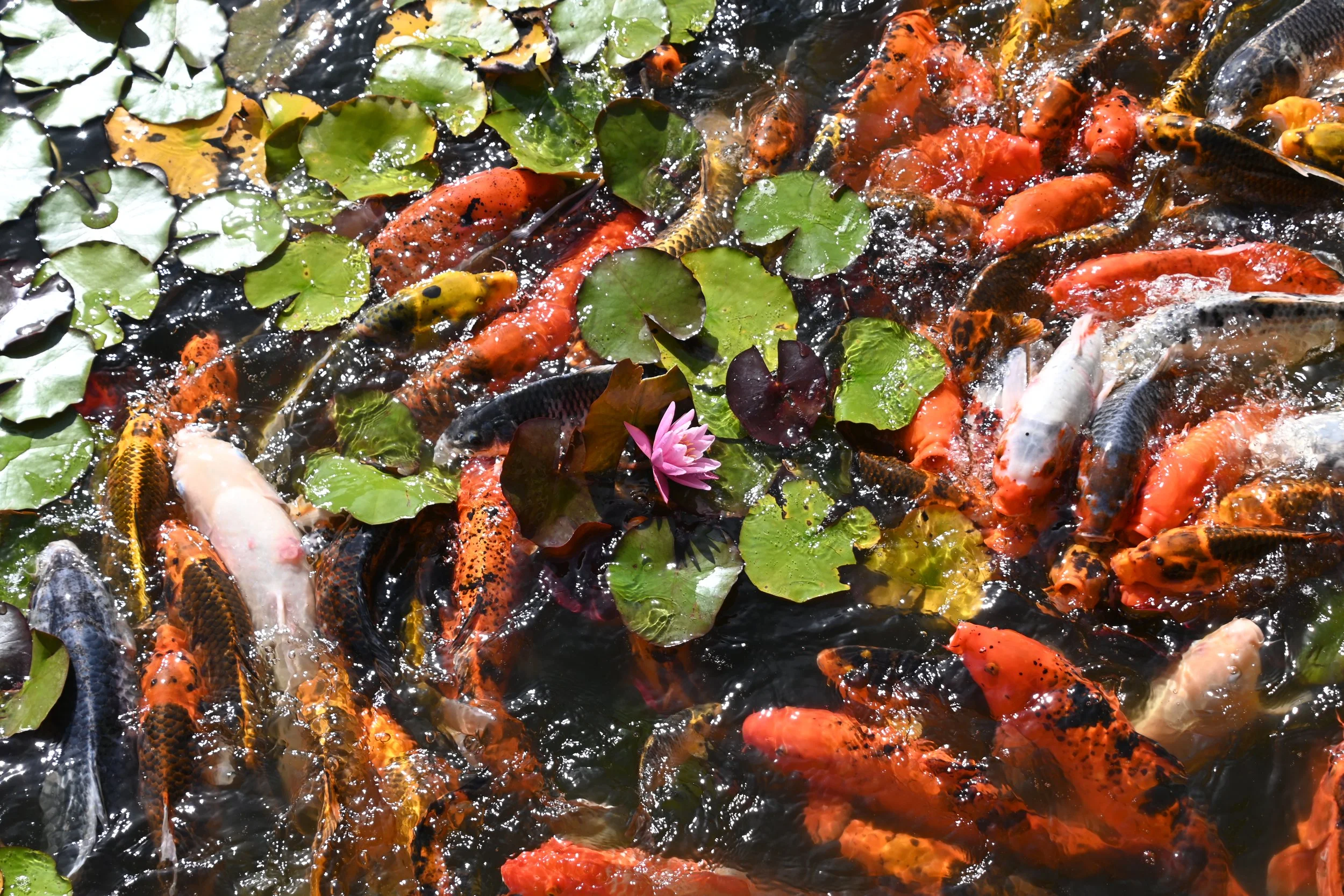 KoiWithLilyPads.JPG