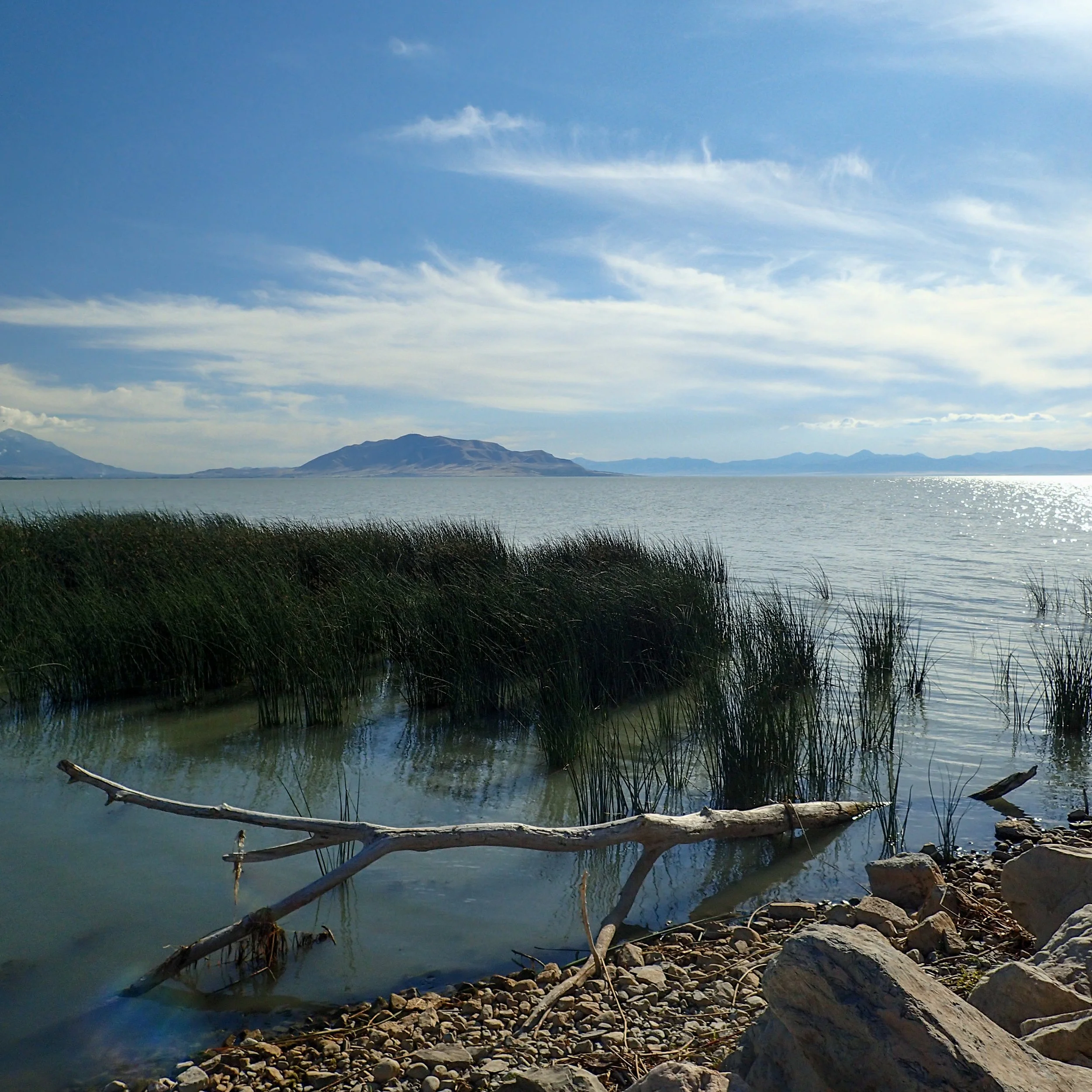 ReedsInUtahLake.jpg