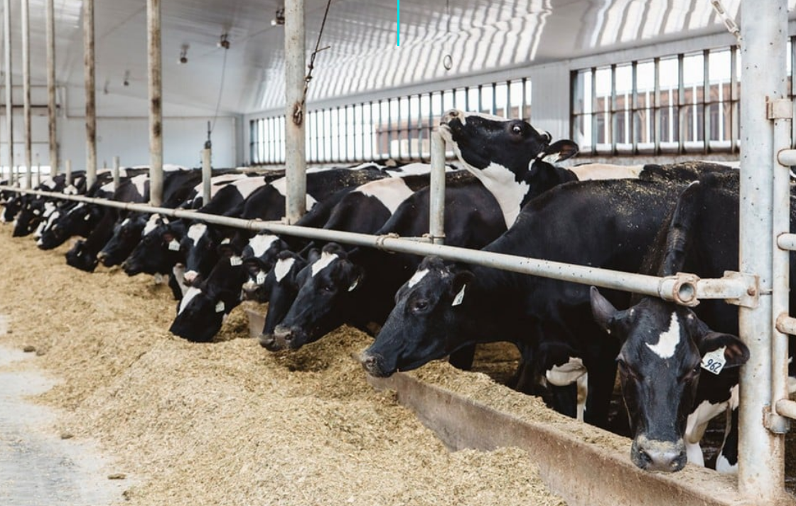 Dairy cows in a barn eating hay from a feed trough.