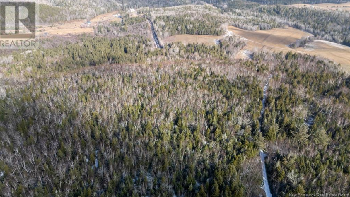 Aerial view of a wooded area with a mix of leafless and evergreen trees, with some open fields in the background.