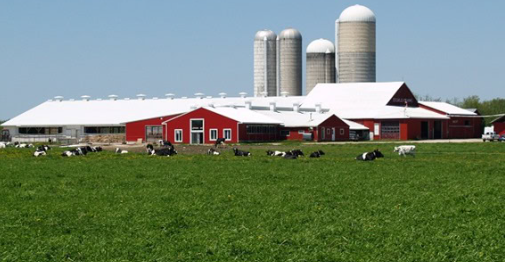 Farm with red barn, cows grazing on green pasture, silos and barn in the background.